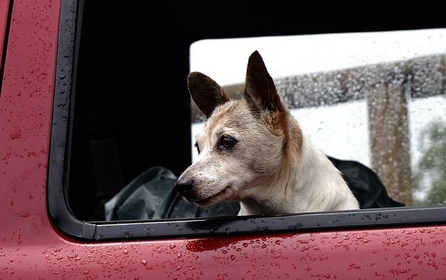 Pokrowce na siedzenia samochodowe – pokrowiec do samochodu dla psa